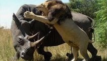Lion vs Rhino vs Hyenas vs Wildebeest Löwen gegen Nashorn gegen Hyänen gegen gnu