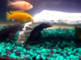 tiger oscar fish tire track eel cichlids pleco drogon goby