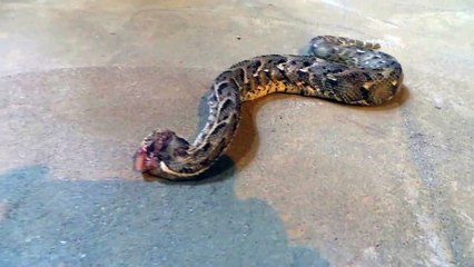 شاهد احد أخطر الثعابين السامة  في جبال فيفاء