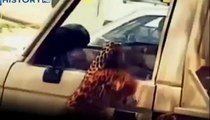 Leopard attacks forest guard. Awful attack of a leopard on the person! / Animal Attacks on Human