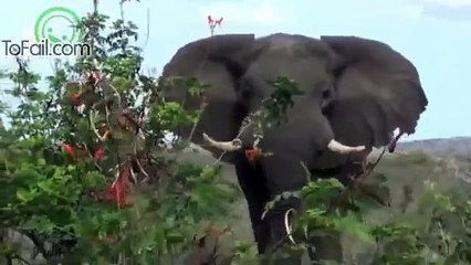 Africa is a dangerous place- Animal Attacks Human Compilation