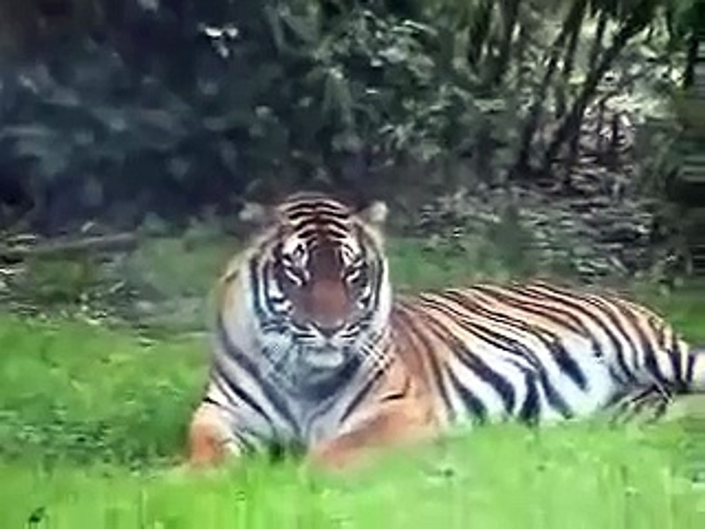 Tigers and Peacock