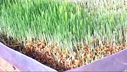 Production of Green Fodder By Hydroponic Method