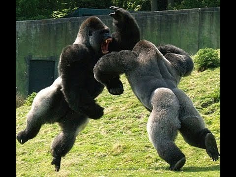 HAYVAN KAVGALARI / Animal fights