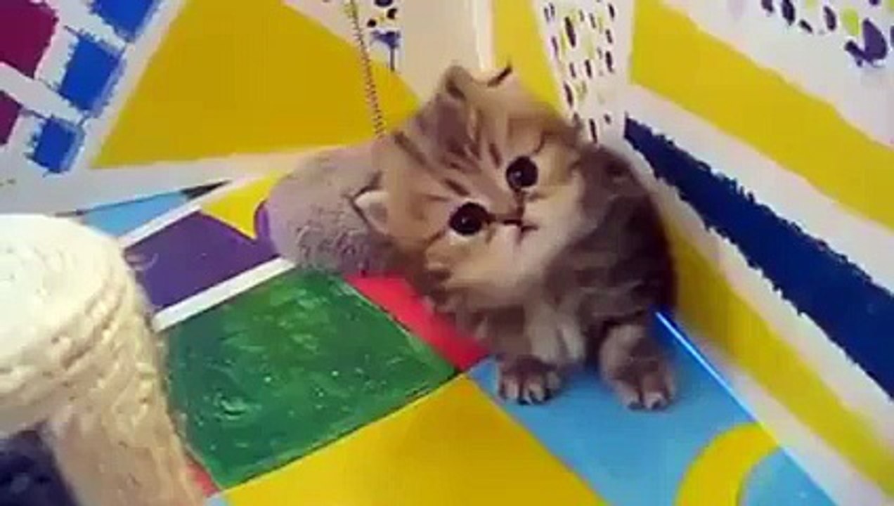 Sweetest Persian kitten ever