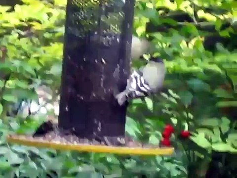 Some pretty yellow finches eating out of a feeder near bamboo bush
