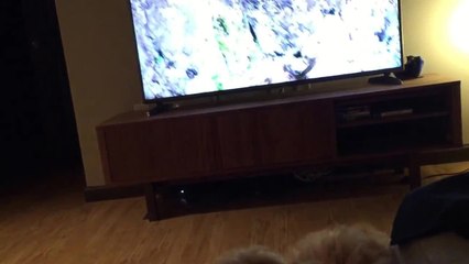 Confused puppy thinks TV is a window