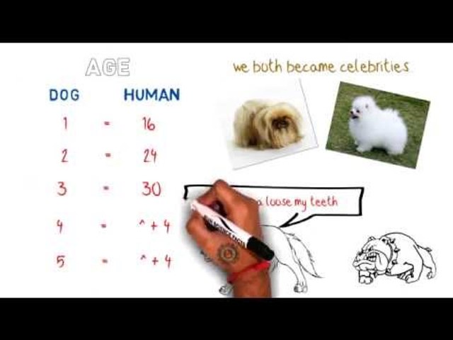 Interesting Facts About Dogs You Didn't Know