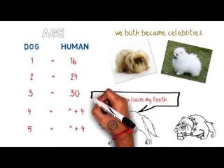 Interesting Facts About Dogs You Didn't Know