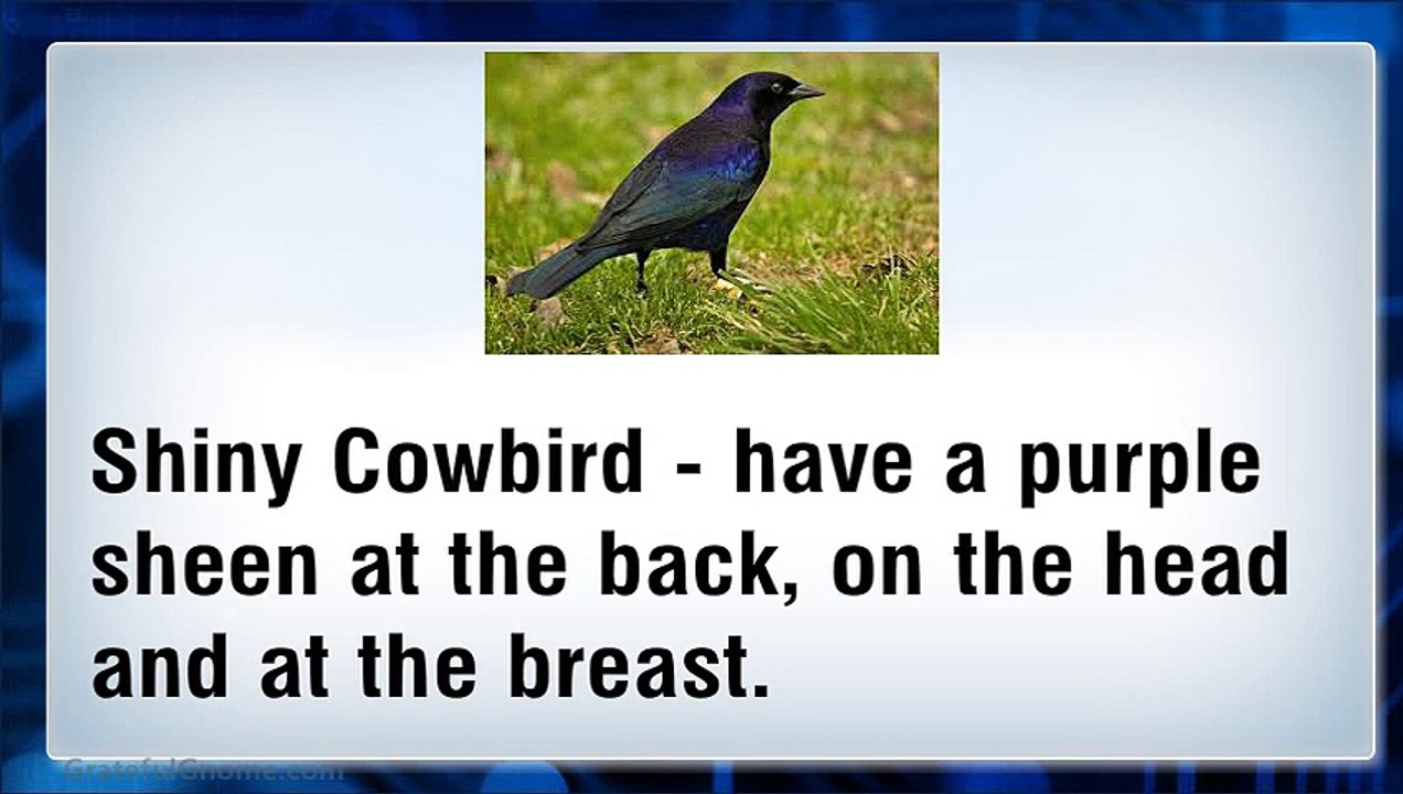 Example of Small Birds