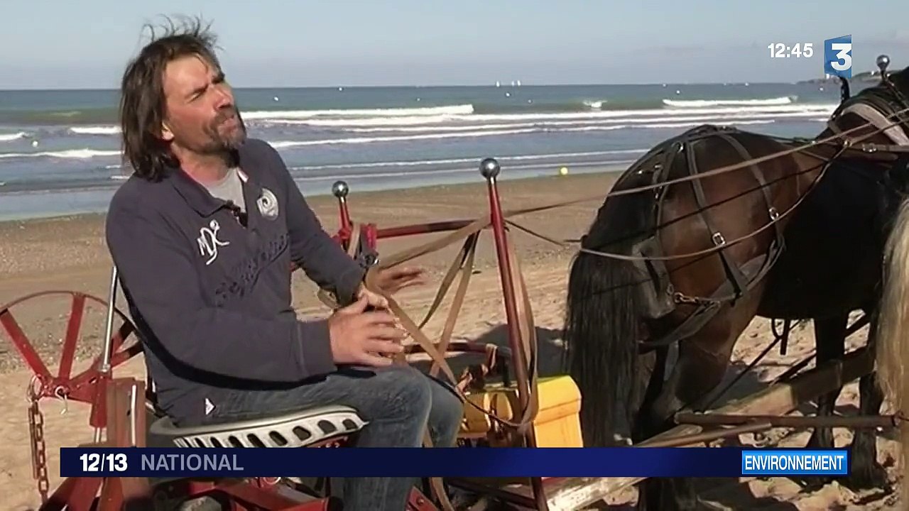 Des chevaux pour nettoyer les plages