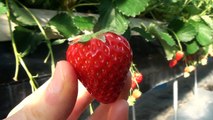 Picking Organic Strawberries in Japan