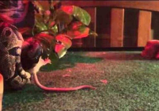 Snake Strikes Mouse in Slow Motion