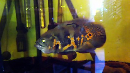 Peces oscar en ataque...