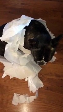 Animaux : un chien se fait dénoncer par un autre chien