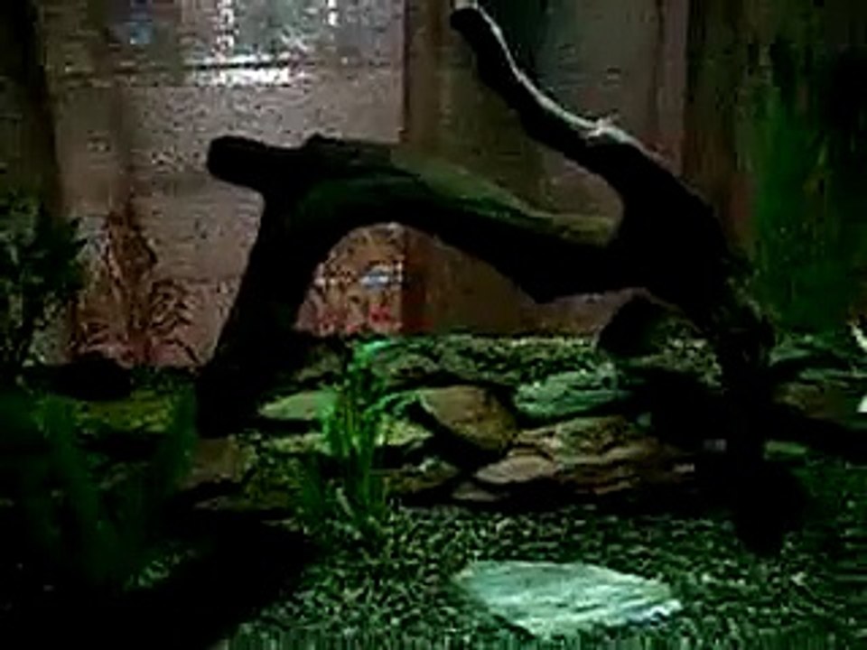 piranha feeding