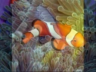 Petit Poisson Clown