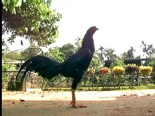 Apa Khabar Orang Kampung (Village People Radio Show) trailer