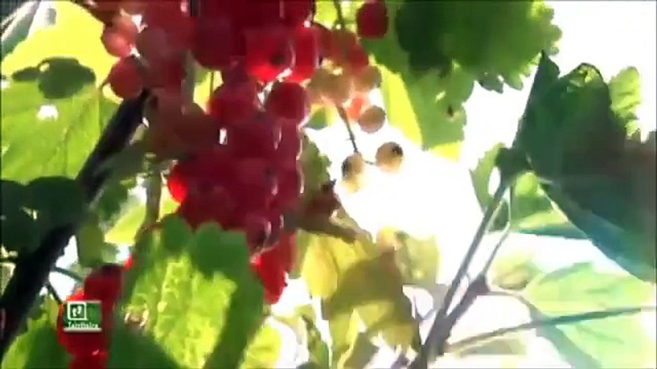 Les délices d'Estrella, confitures artisanales à Beaucaire 30300.