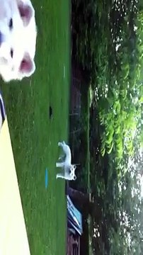 DOMAINE DE PEGASE BERGER BLANC SUISSE GEX et DOUCHKA CHIEN