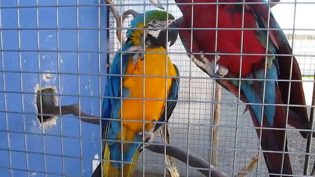 domaine de pegase berger blanc suisse les haras du DOMAINE DE PEGASE