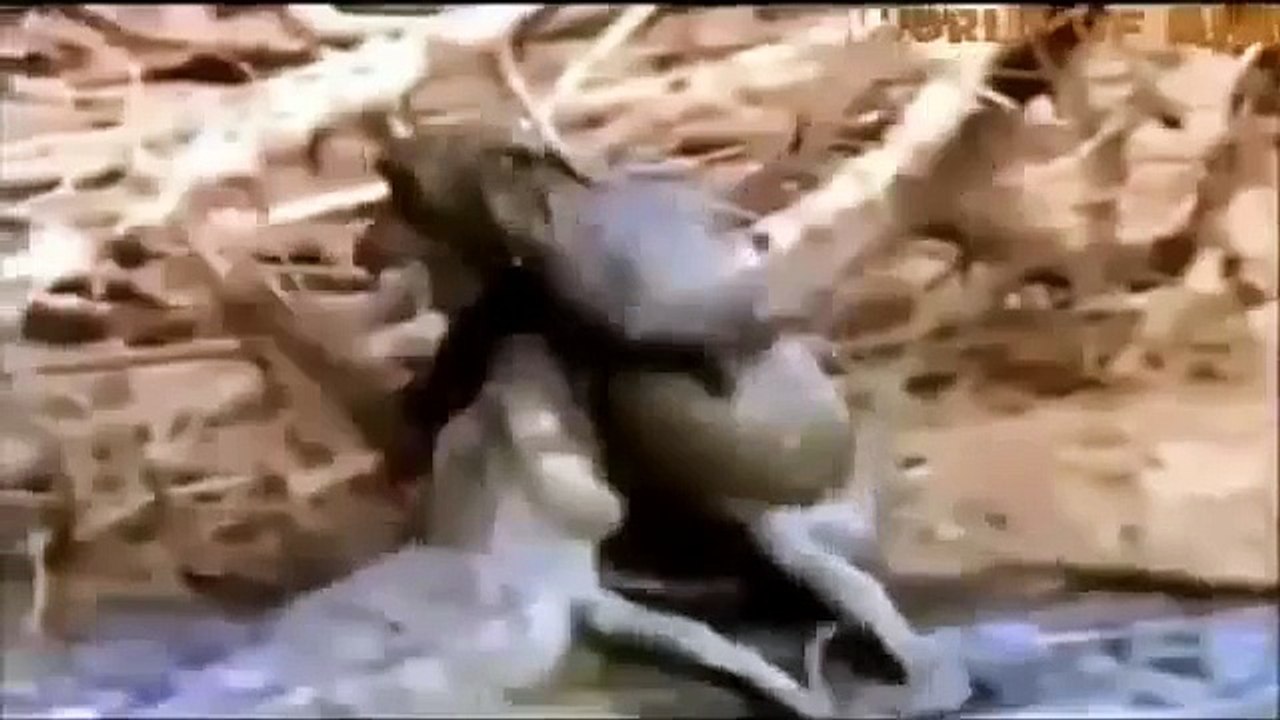 Crocodile Attack Monkey Baby Documentary Animal and Nature