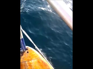 Bottlenose Dolphins - Brandon Bay, Co. Kerry.