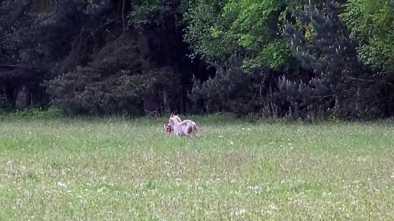 Wolf reißt Bock