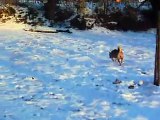 American Akita Ohiteka (Orva) of Hadjime Yoshi  and Shiba Inu (Mira ) playing in the snow