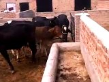 Buffalo Dairy Farm ,Lahore,Pakistan