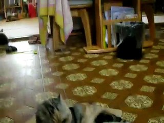 スコティッシュフォールド、ネコ箱入りつぶやき～Cat's mutter～