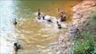 Funny Wild Ducks Feeding Frenzy, Funny Watersports fighting. Scream for it. Water sports wildlife