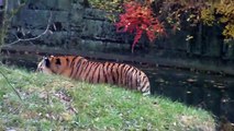 Big Cat Sound - Siberian Tiger Feeding at the Munich Zoo - Tierpark Hellabrunn
