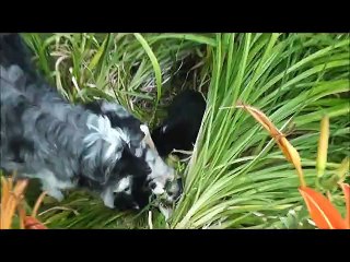 chiots DixieXBud 7 semaines