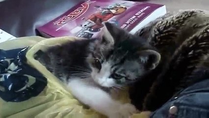 Funny Videos 2014 - Funny Cats Video - Funny Cat Videos Ever-copypasteads.com