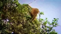 Animal Documentay 2014 Africa's Lions Eating Baboons   NEW Nature Documentary 2014