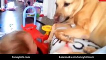 Funny Cats - Funny Dog Videos - Funny Cat Videos 2015 - Funny Animals-copypasteads.com