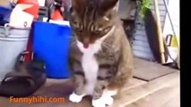 Funny Cat Videos   Cats Dancing To The Rhythm   Funny Naughty Cat   Funny Cat 2015