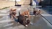 American Bully Pitbull puppies for sale - 7 weeks