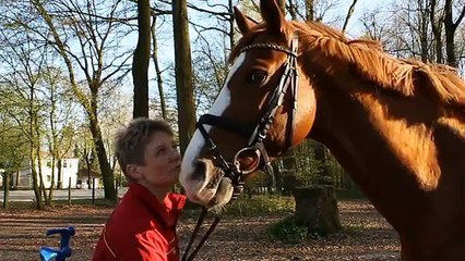 Para-Equestrian Dressage - Dressurreiten mit Behinderung