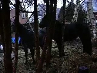 Helly en Fuego spelen