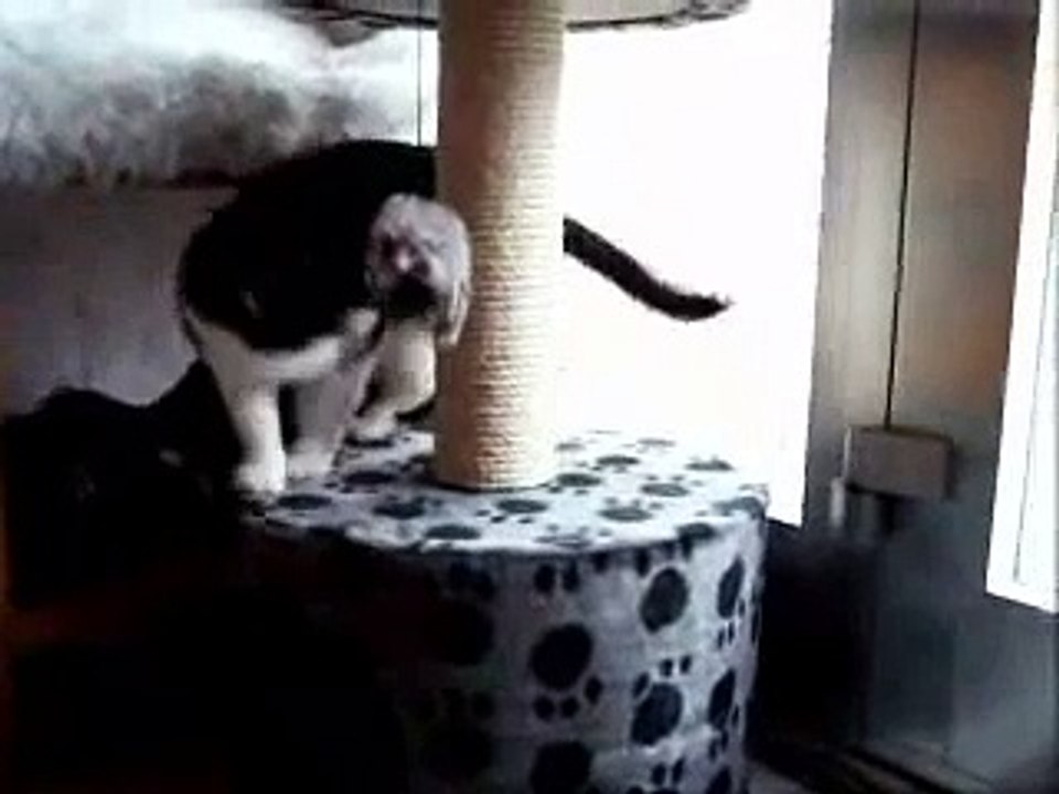 Cleo and the mouse...
