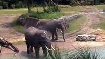 Dallas Zoo Elephants African