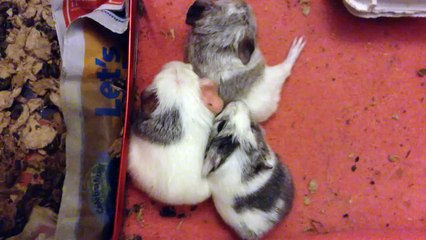 sleepy baby guinea pigs and mommy's wake up call