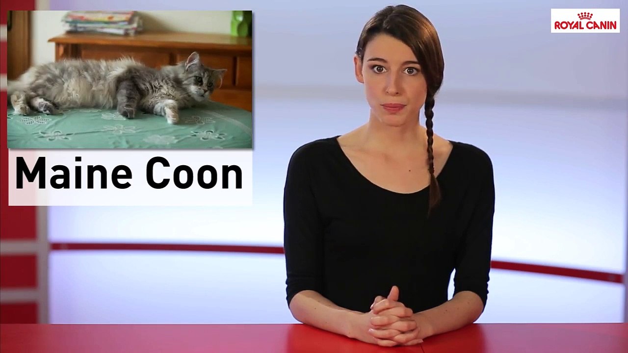Maine Coon