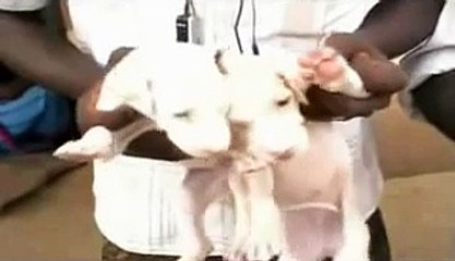 Indian Dog Farm Rare  Breed