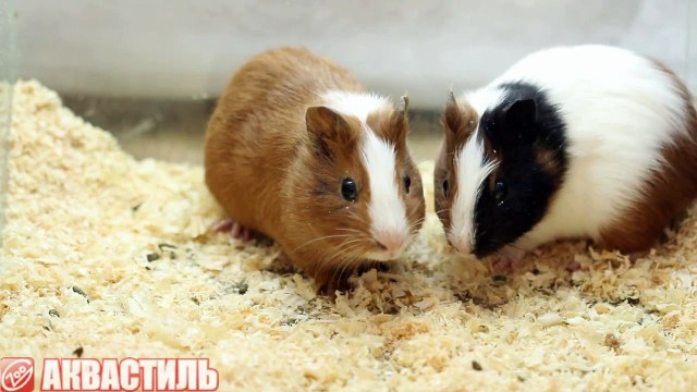 Морские свинки. Домашние морские свинки видео. Грызуны.