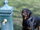 rottweiler-il cane più bello del mondo