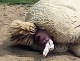 Animal Being Born   Alpaca Gives Birth to Baby