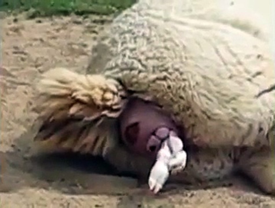 Animal Being Born   Alpaca Gives Birth to Baby